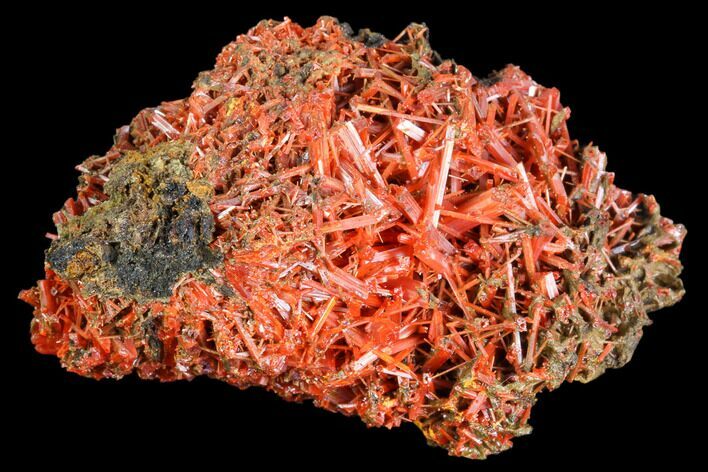 Bright Orange Crocoite Crystal Cluster - Tasmania #103811